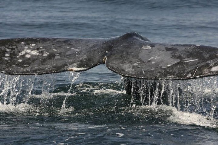 San Diego Whale Watching Cruise image