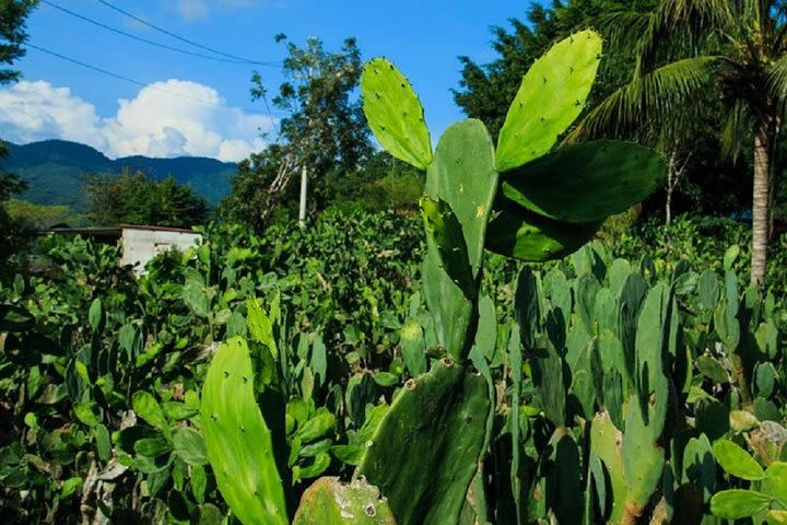 Shore Authentic Rural Mexican Experience Adventure image