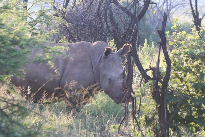 Safari Pilanesberg Nature Reserve & Monkey Sanctuary  image