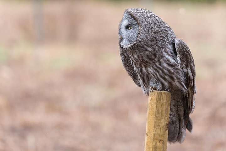 Great Grey Owl safari image