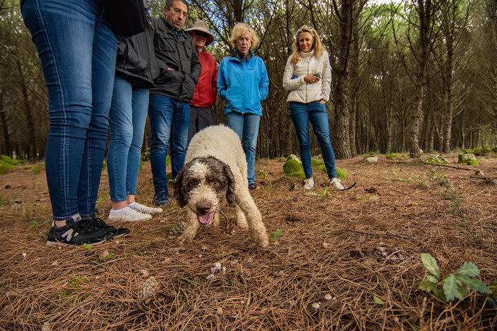 Hunting for Truffle with a dog image