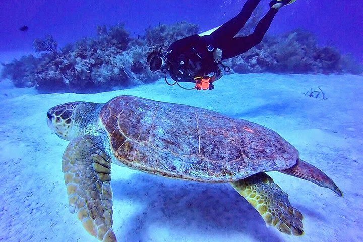 Two tanks local diving for certified divers image