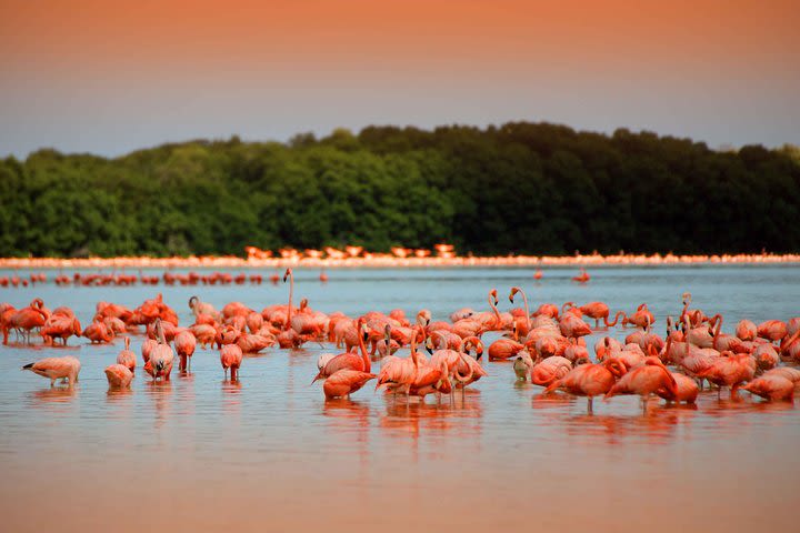 Private Tour: Celestun Biosphere Reserve by Yucatan Concierge image