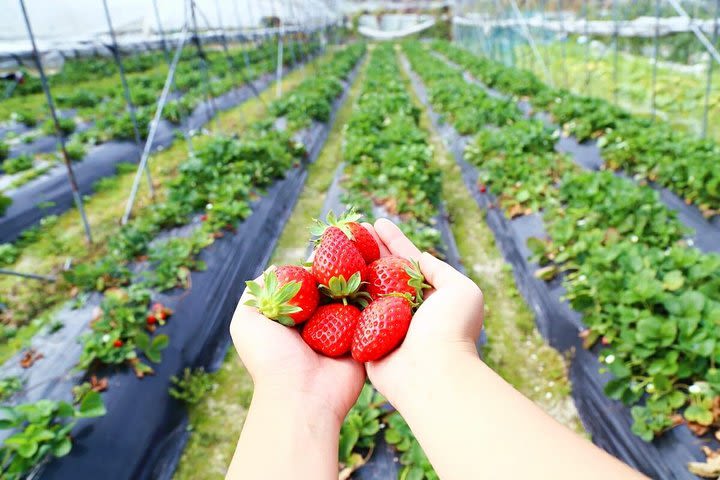 Full-Day Cameron Highlands Nature Tour (Private) image