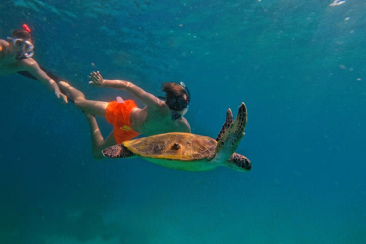 Snorkeling with turtles in Fujairah with Transfer & BBQ lunch image