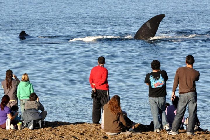 Puerto Madryn Whale Watching Tour image