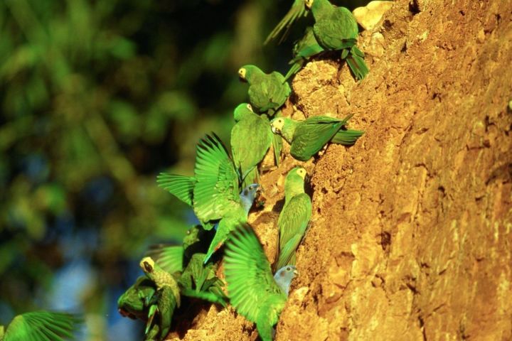 3-Day Amazon Jungle Adventure at Refugio Amazonas Lodge image