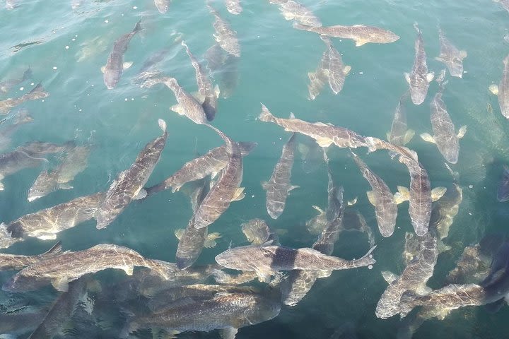 Lamma Island - Fishermen Experience Tour with Lunch image