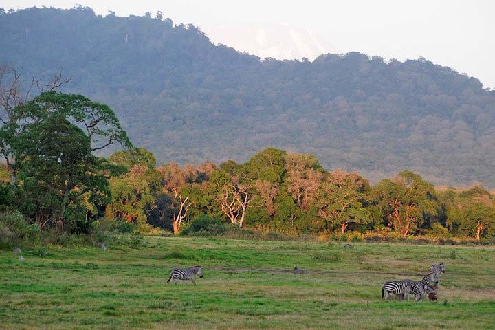 Arusha National Park Day Trip image