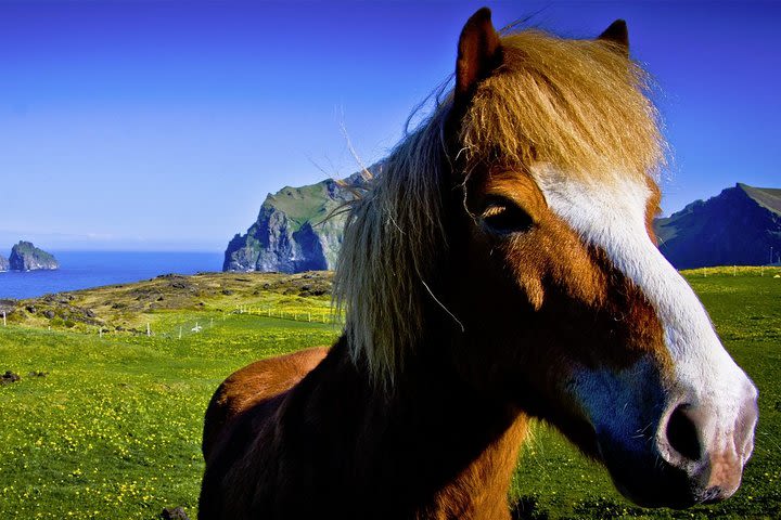 Private Golden Circle and Horse Riding Tour from Reykjavik image