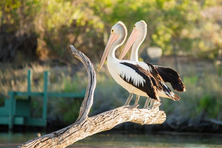 Murray River Day Trip from Adelaide Including Lunch Cruise aboard the Proud Mary image