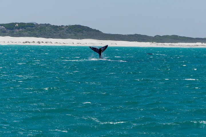 Whale Watching Tour from Cape Town image