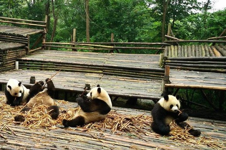 Private Day Tour: Panda Keeper Program From Chengdu image