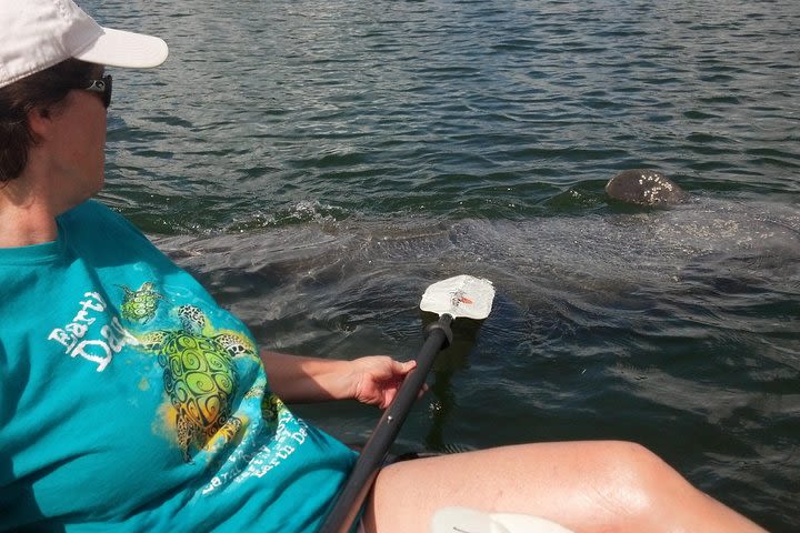 Guided Mangrove Tunnel Kayak Tour image