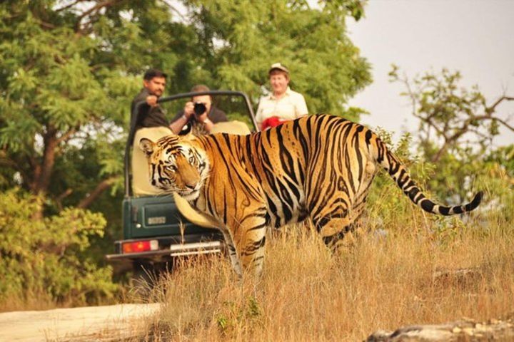 Ranthambore National Park Day Trip From Jaipur w/ Shared Safari image