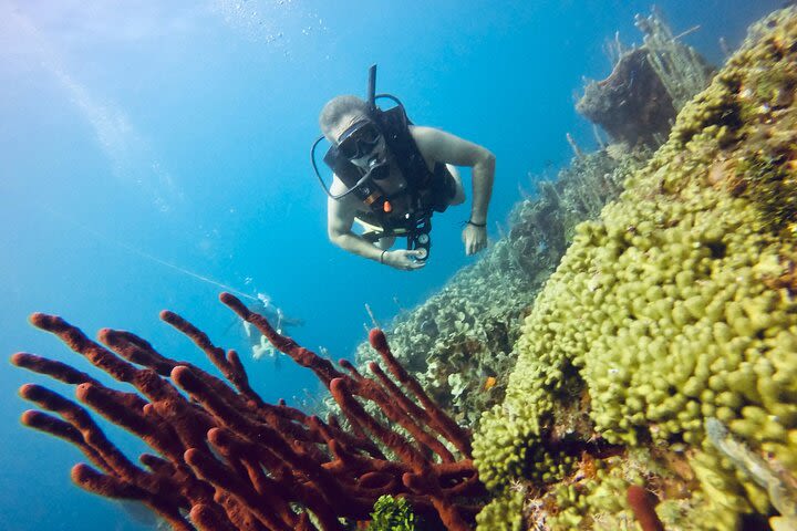 Scuba Diving in Rosario Islands Cartagena image