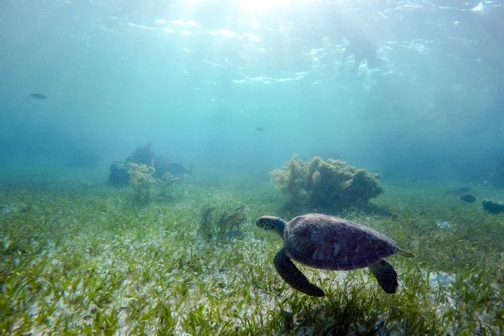 Private Puerto Morelos Reef Snorkeling image