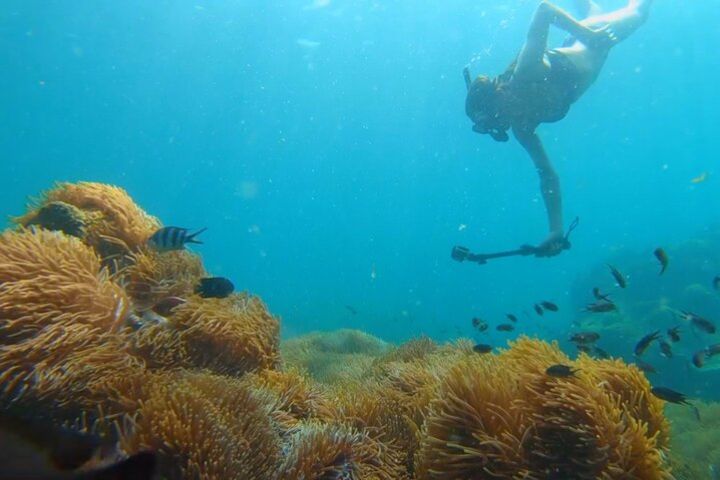 OnBird - [PRIVATE CHARTER] SNORKELING To Explore HALF-MOON REEF & CORAL MOUNTAIN image