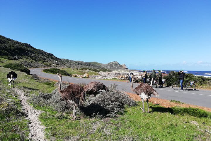 Cape Peninsula Cycle and Shuttle Combo Private Tour image