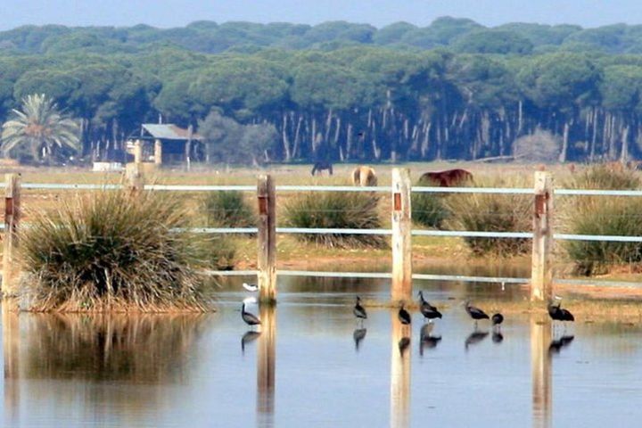 Sevilla Mountain bike tour Dehesa de Abajo Doñana  image