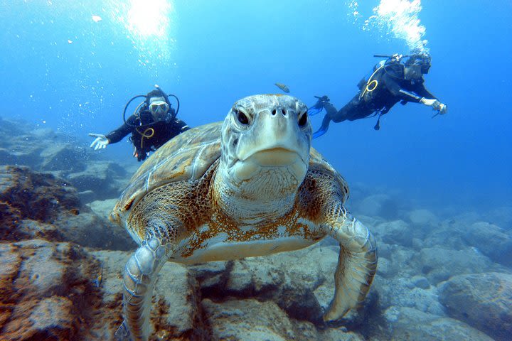 PADI Open Water Course in Costa Adeje image