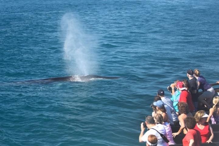 Whale Watching Cruise Los Angeles, Santa Monica, Newport Beach, Marina Del Rey image