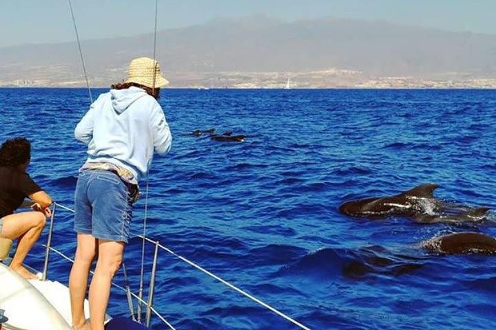 Whale and Dolphin Small Group Sailing from Tenerife South image