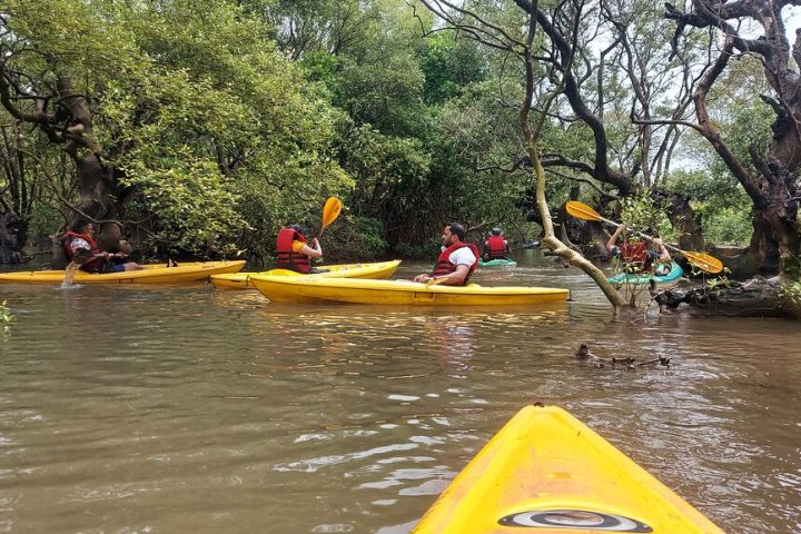 Mangroves Magic Goa Kayaking Experience image