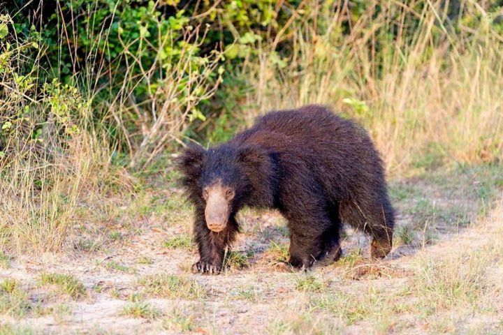 Safari at Wilpattu National Park from Negombo (All inclusive day tour) image