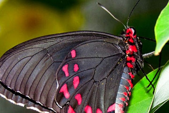 Butterfly Garden Group Guided Tour with Transport image