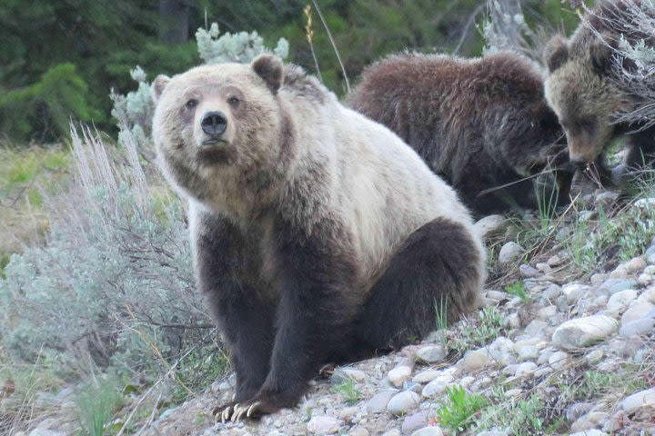 2-Day Private Tour of Yellowstone National Park Lower & Upper Loops image