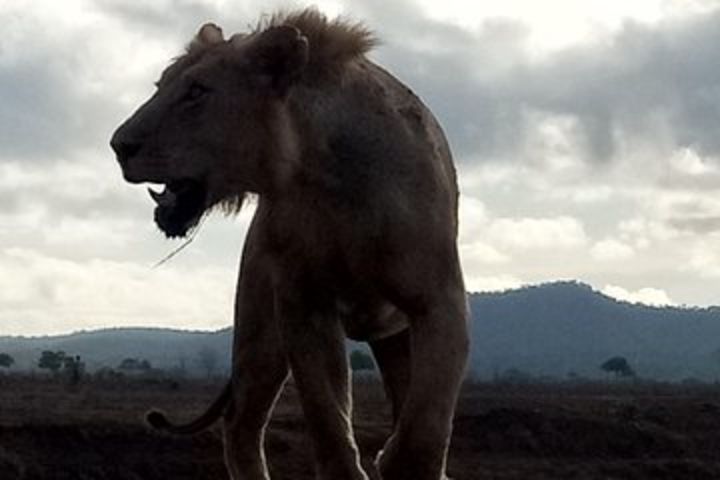 6 Days Safari to Mikumi Np, Udzungwa Mountain NP and Nyerere NP (Selous GR) image