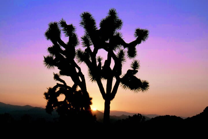 Joshua Tree National Park Tour with GPS Virtual Guide image