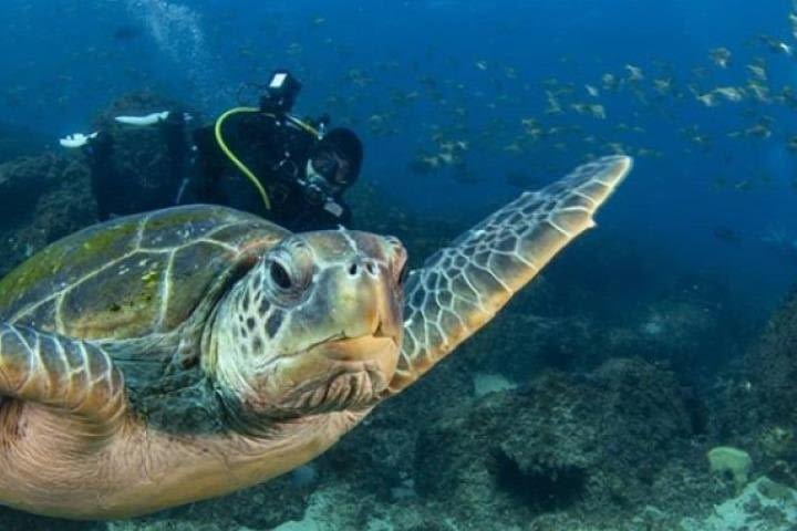 Gold Coast Try-Scuba Experience at Cook Island Aquatic Reserve image