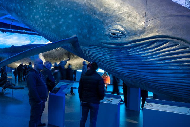 Whales of Iceland from Land and Sea image