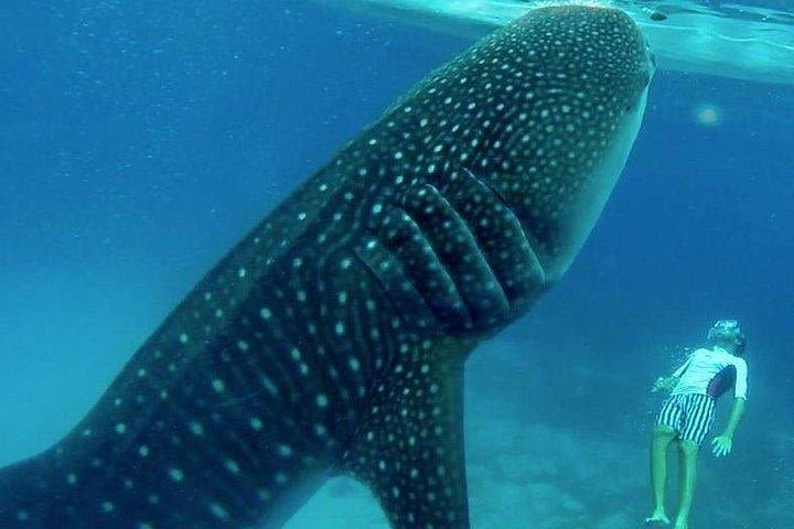 Oslob Whale Shark watching + Canyoneering Adventure Tour image