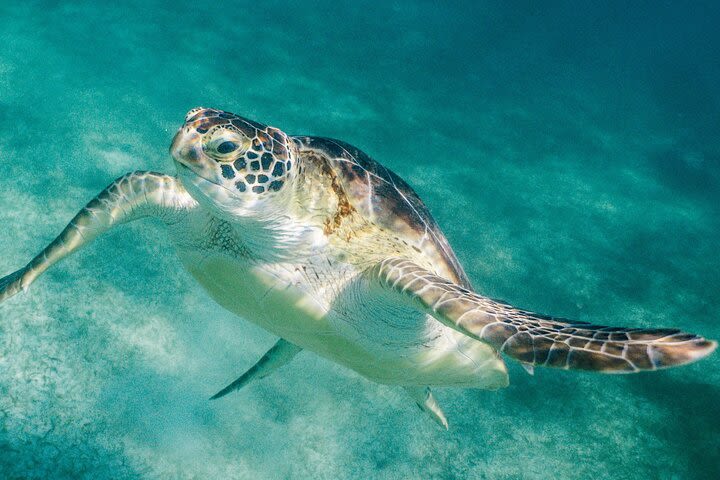 Costa Maya Snorkel Tour image