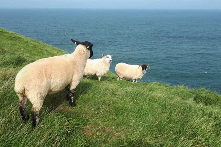 Giant's Causeway Tour with Cliff Path Hike - private tour image