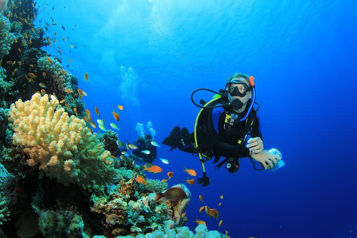 PADI Discover Scuba Diving course in Ameds Coral Paradise image