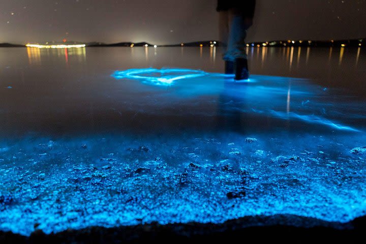 Sunset Kayaking w/ Florida Bioluminescence Combo Tour | Haulover canal  image