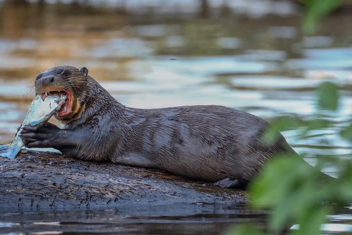  Lake Sandoval National reserve ,hiking and canoeing trip searching for wildlife image