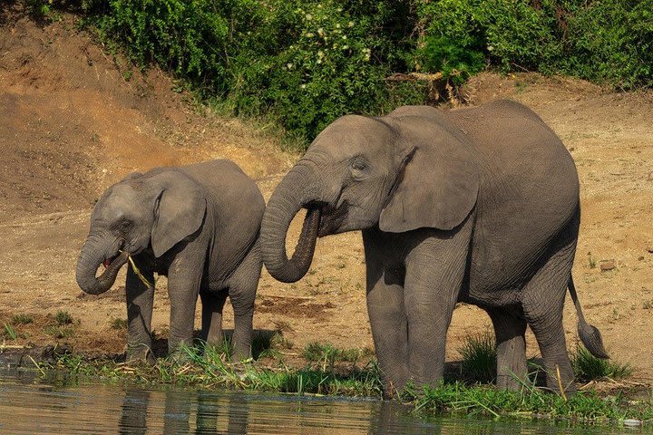 2 Days Murchison Falls National Park image