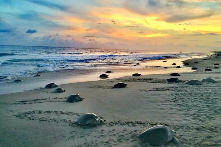 4 in 1 Tour - Mazunte, Cacao Factory, La Ventanilla National Park & Turtle Spawn image