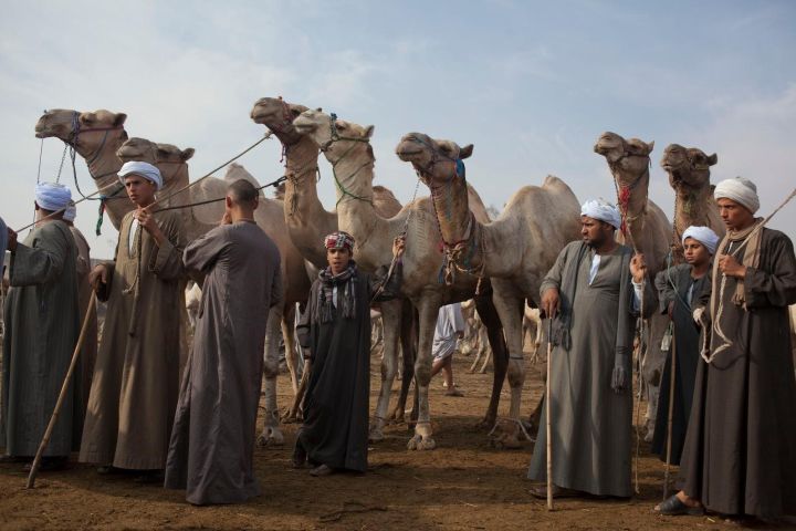 Birqash Camel Market Guided Tour image