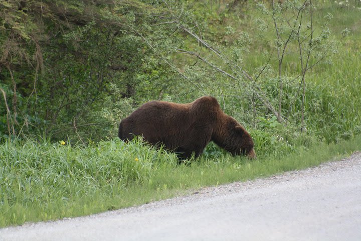 Bear and Wildlife Excursion image