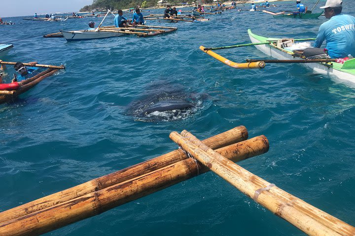 Full Day Whale Shark Experience with Kawasan Falls and Tumalog Falls from Cebu image