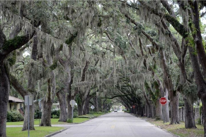 St. Augustine Hop-On Hop-Off Trolley Tour image