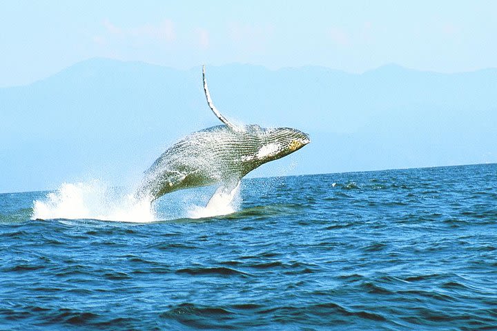 Humpback whales Watching + Samana Eco-Tour image