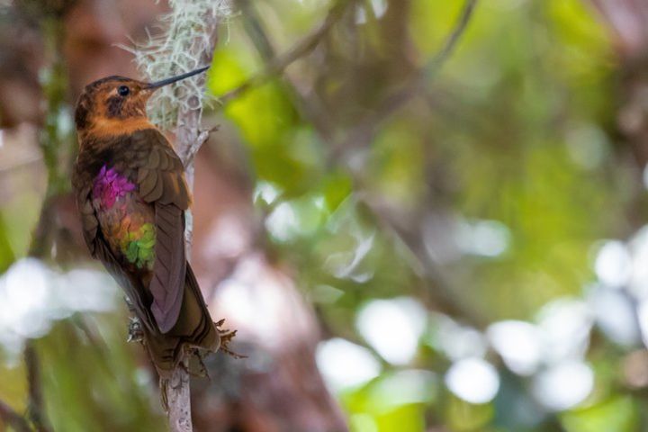 Full-Day Private Guided Sightseeing Tour of Yanacocha Reserve image