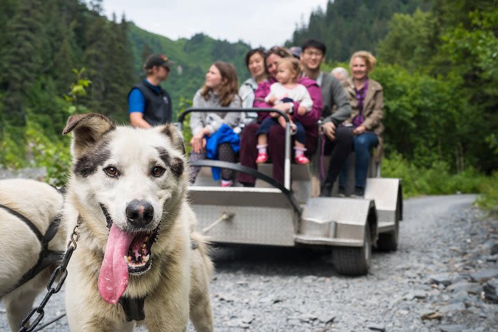 Wilderness Dog Sled Ride and Tour in Seward image